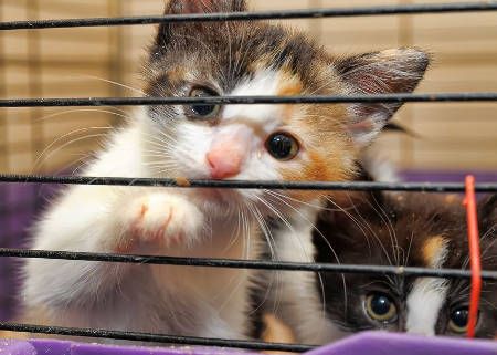 Hulp in een dierenasiel.